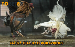 Đá gà cựa dao Philippines – Thể loại đá gà cực chất cho người mới